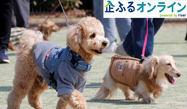 愛媛県伊予市のまちづくりを企業の力で支援！企業版ふるさと納税「企ふるオンライン」で寄附受付を開始