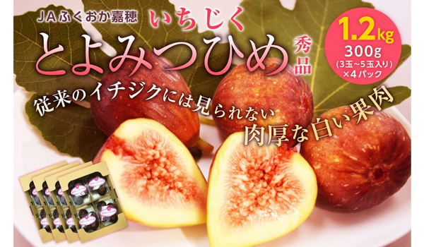 【福岡県嘉麻市ふるさと納税】JAふくおか嘉穂のいちじく「とよみつひめ 秀品 計1.2kg」を受付中です！